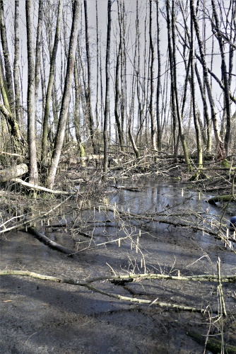 Le Puiset des Nonnes