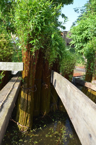 triffut 3 20201118 1634749276