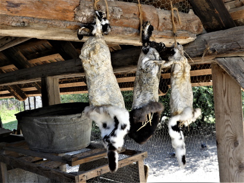 peaux de lapins au schoir